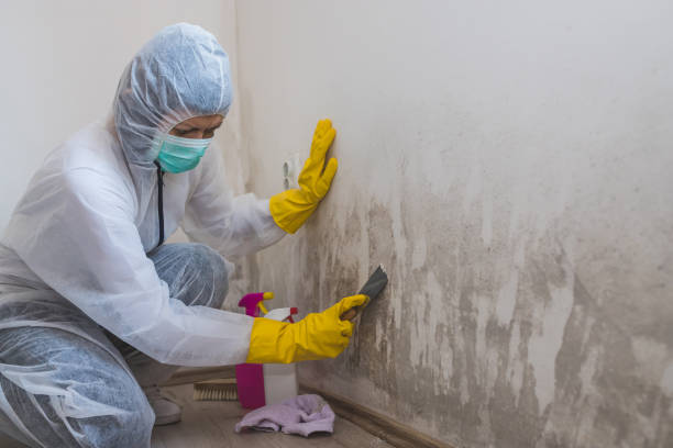 Best Mold Remediation for Healthcare Facilities  in Hillsboro, TX